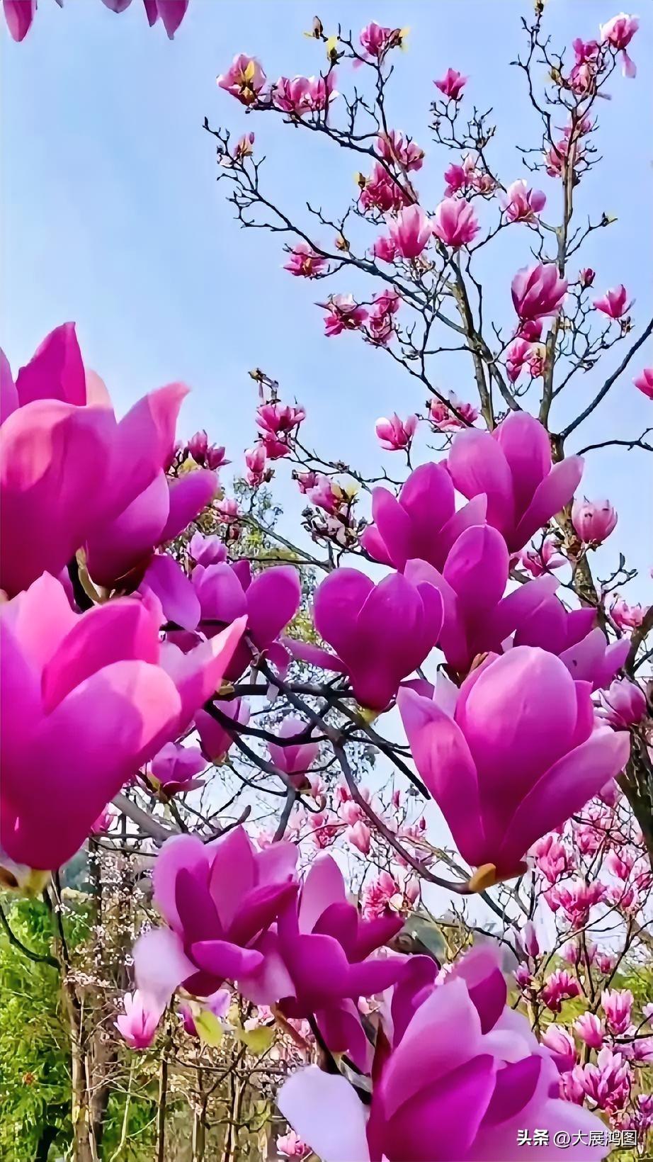 粉紫花海
粉姿娇俏映苍穹，
紫卉织霞韵意浓。
碧落为屏繁蕊盛，
妍影摇芳入画中。