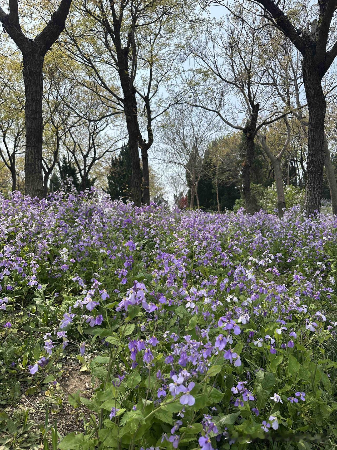 今天，
又是出来放松的一天。
风和日丽，鸟语花香。
还有出这更舒服的时间吗？
风