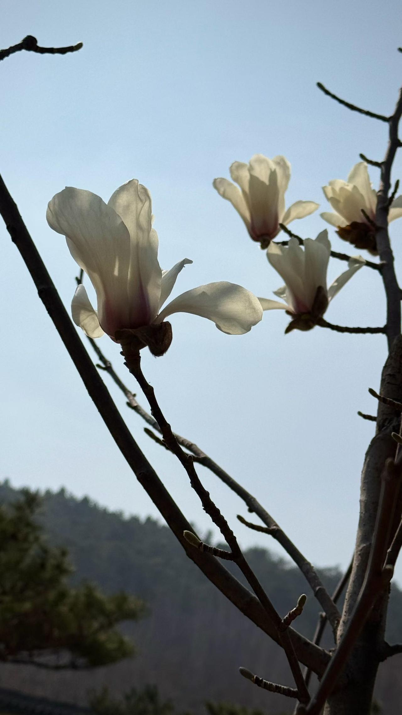 祊堤缃色‌初染柳，西风携雨傍暮寒。
农妇街边卖春韭，一笑抵消万千难。

    