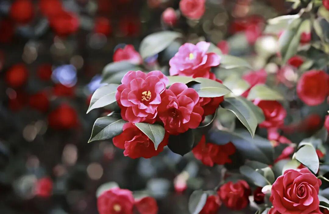 清晨，料峭寒风中，山茶正以燎原之势绽放。镜头拉近，几簇重瓣茶花在深绿叶片间燃烧—