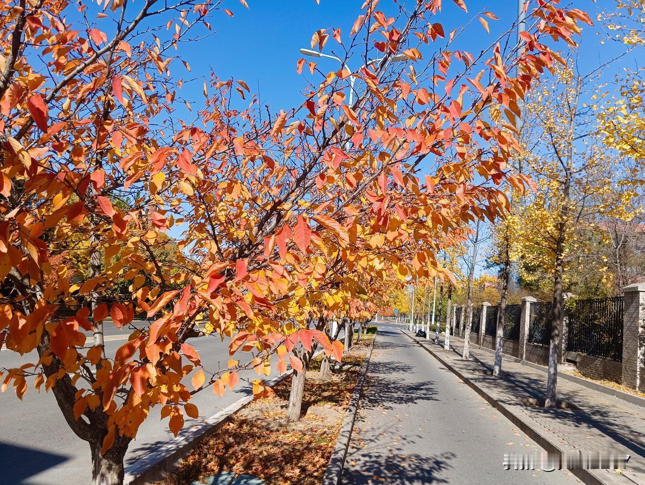 北京大街上，秋意正浓。
