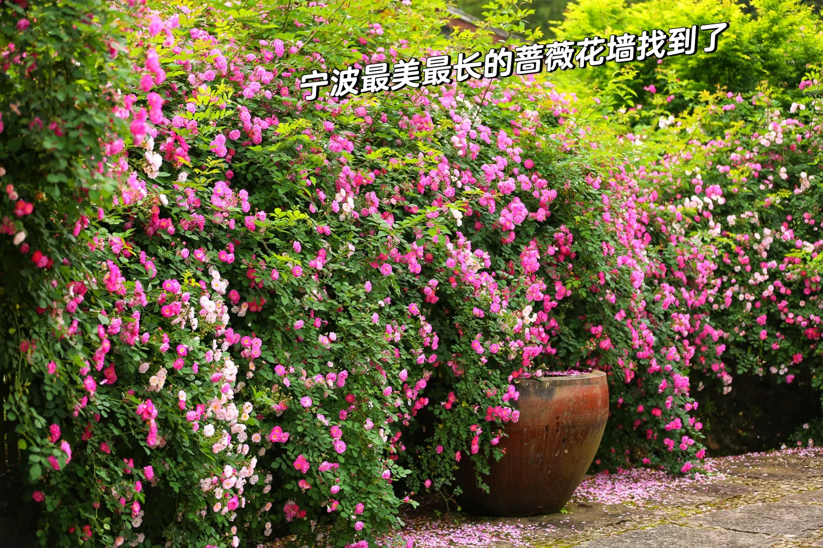 宁波蔷薇花墙花墙约有30米 太美了这地方
