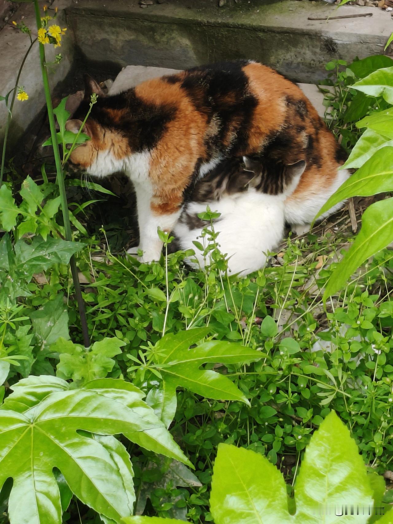 晒图笔记大赛流浪猫妈妈的幸福生活噶然而止，猫窝不知去了哪里，几只小猫战战兢兢到处
