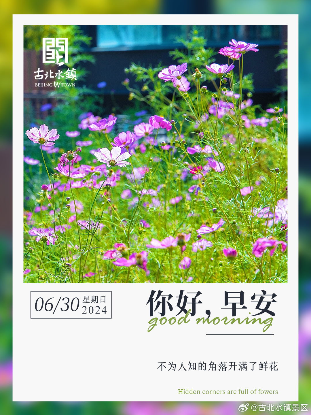 不为人知的角落开满了鲜花。早安，宝子们~#古北水镇光之城# #很高兴在古北水镇认