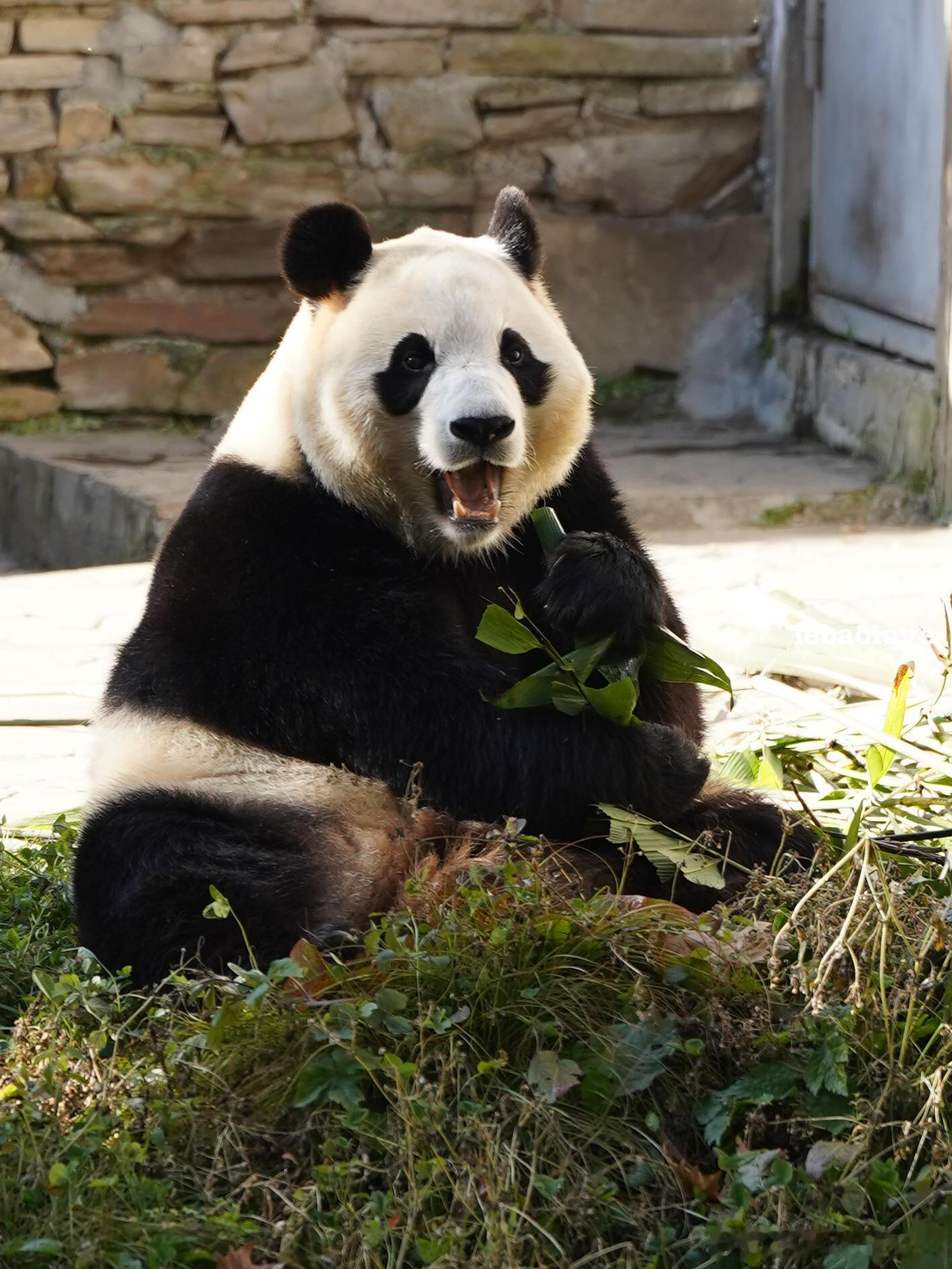 福宝也太可爱了吧 
