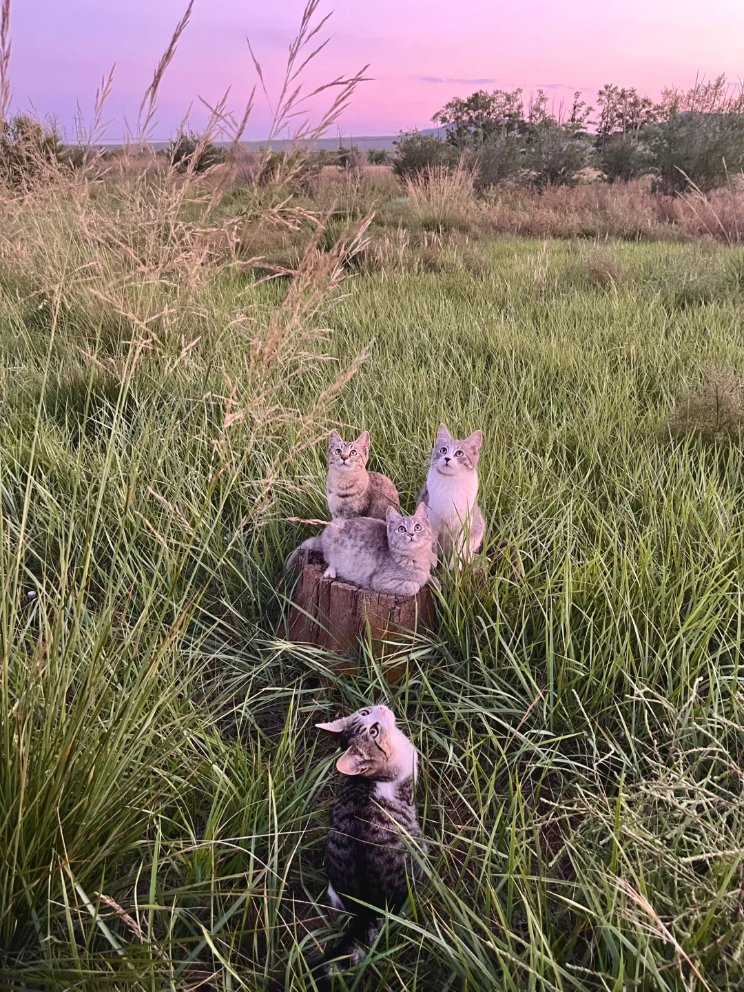 银河猫猫已就位
