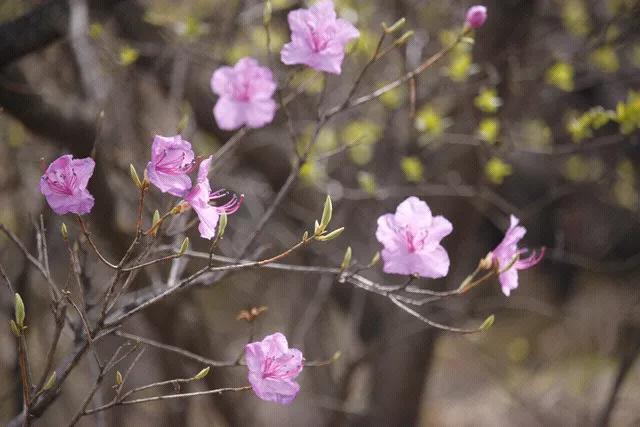 春风吹绿山河美，群花争艳谁是魁？红黄蓝绿皆特色，奇形异状各显辉！