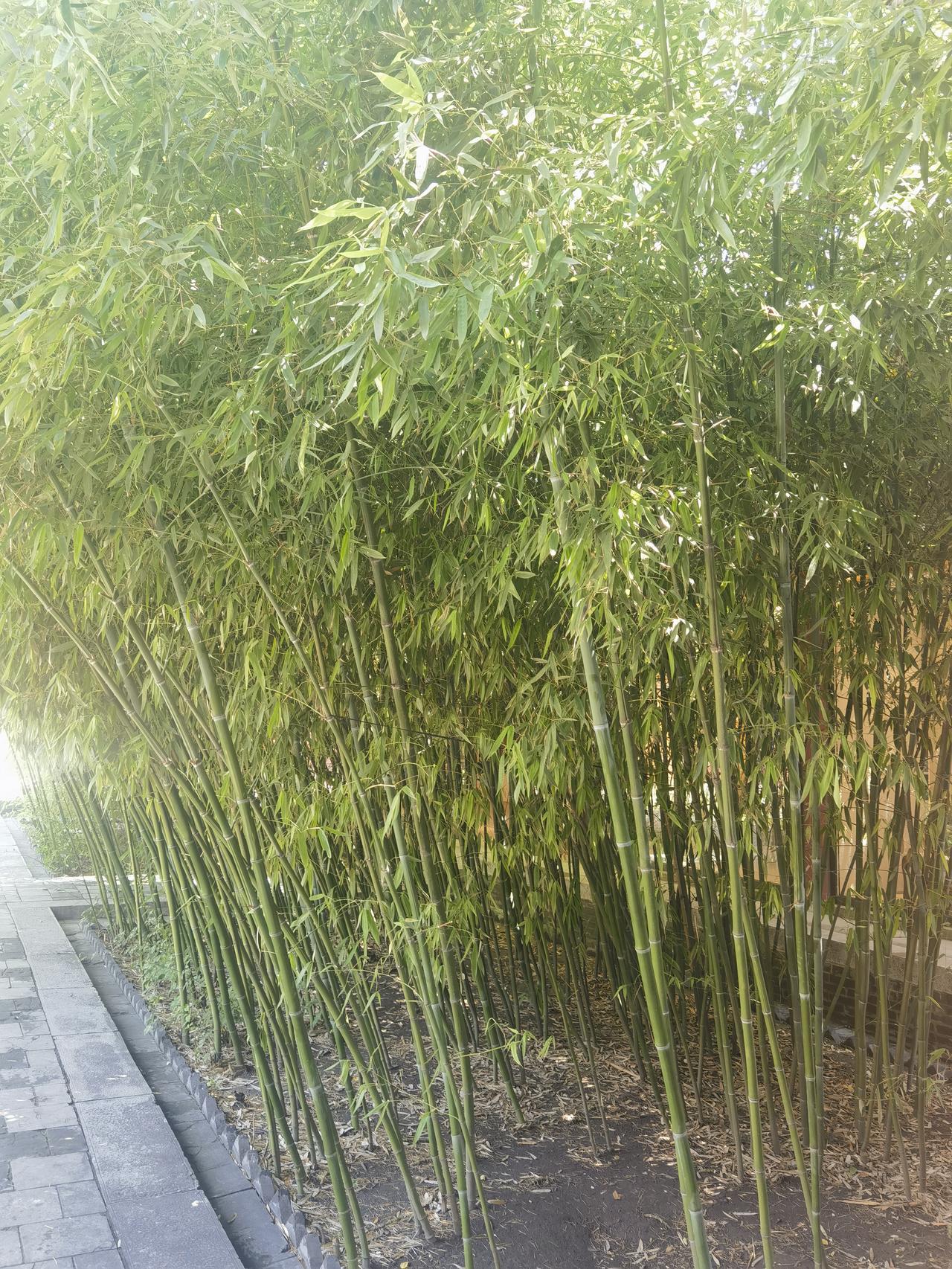 夏日生活打卡季
