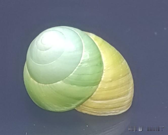 和我姐住在三亚同一个小区的母女俩是哈尔滨周边县城的人，前几天哈尔滨下大雪，回县城