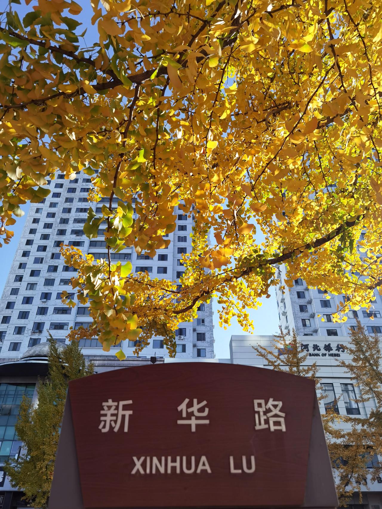 承德市的新华路，一到秋天就变成了金色大道。

新华路是承德市区一条主干道，道路两