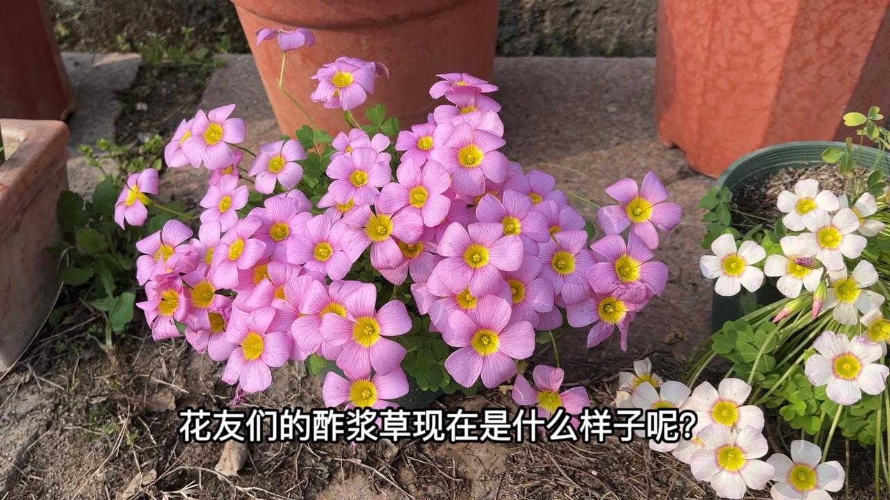 🍃3月草花C位，酢浆草太绝了！3月份的草花C位，酢浆草肯定有一席之地～
这个三