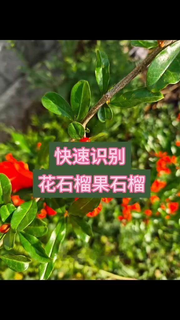 如何区分石榴树的雌花雄花？🍃石榴树雌花vs雄花大不同！
1️⃣雌花特征：花蕾像
