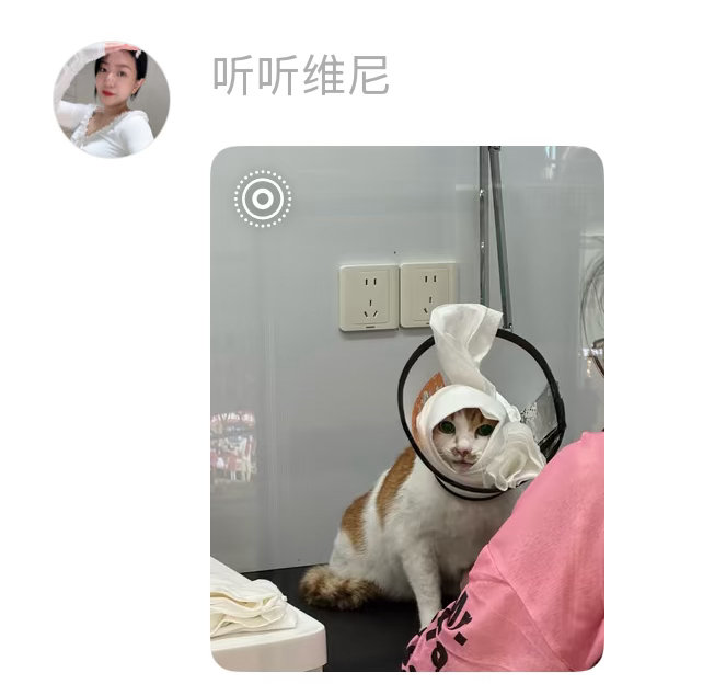 带珍珠耳环的狸花猫 