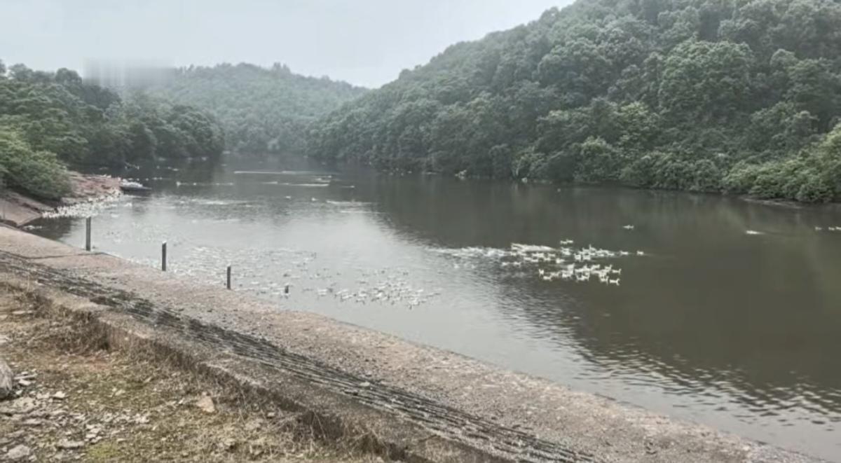 一纸空文禁养令，一库浑浊鸭粪汤养鸭场排放污水 
 衡南县松江镇金星水库，本是区域