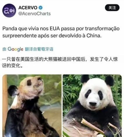 外媒惊叹：一只曾在美国生活的大熊猫被送回中国后，发生了令人惊讶的变化。外媒都看傻