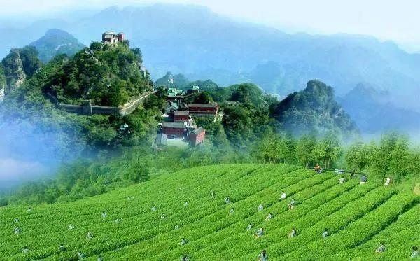 十堰出产的茶叶到底有多好?
十堰出产的茶叶品质优良，具有多方面的优势，以下是具体