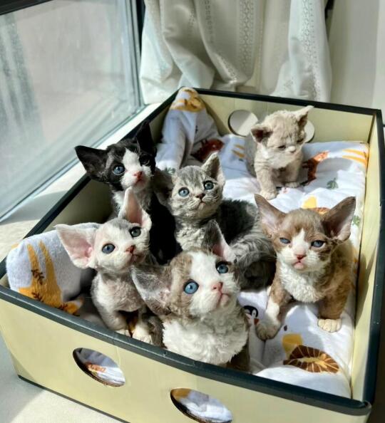 🇭🇰HK買貓💛一窩高質德文BB 搵實力家長～