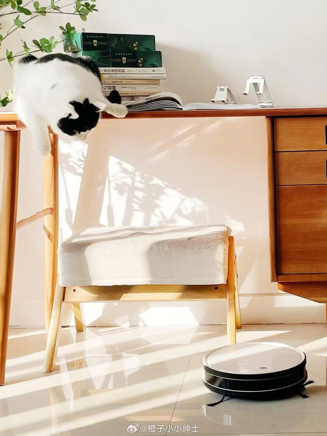 在家的一天，从阳光洒满书房开始🌞书桌旁那只黑白喵星人，静静趴着看我翻书，偶尔伸