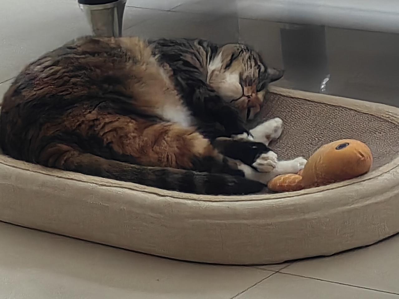 分享猫咪的照片