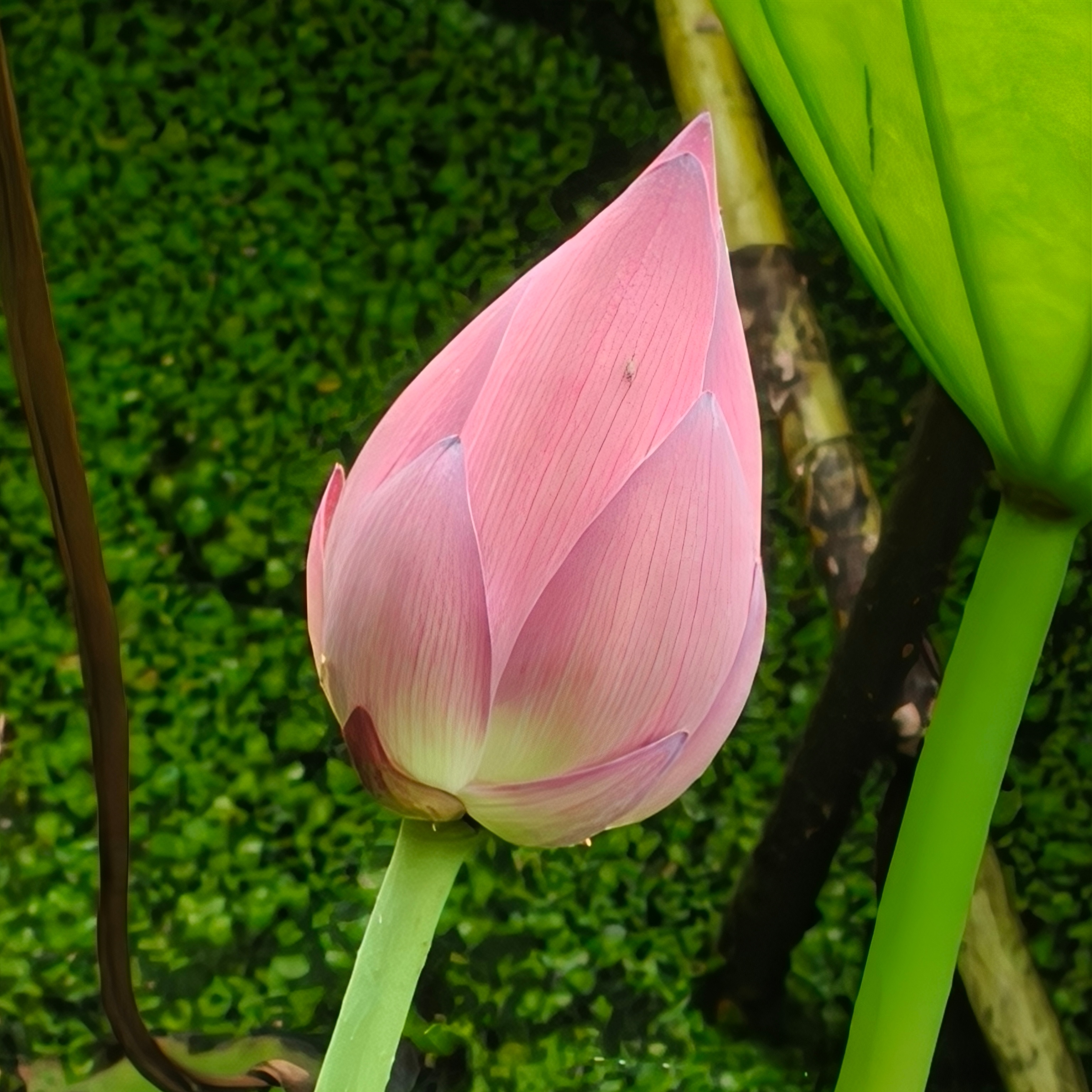 武汉的花针不戳 