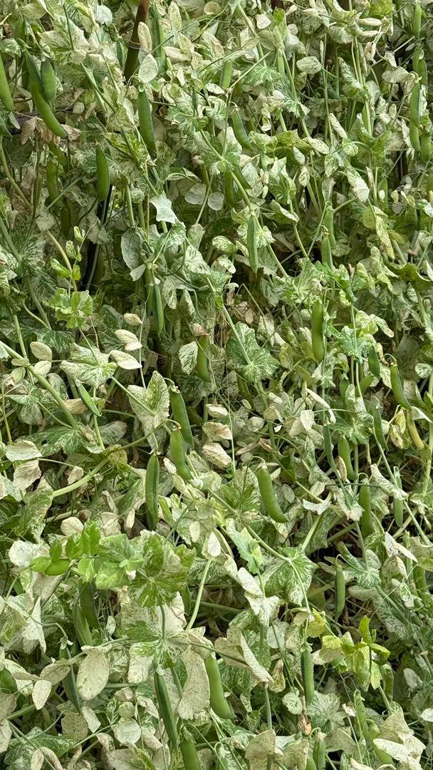 豌豆豌豆 