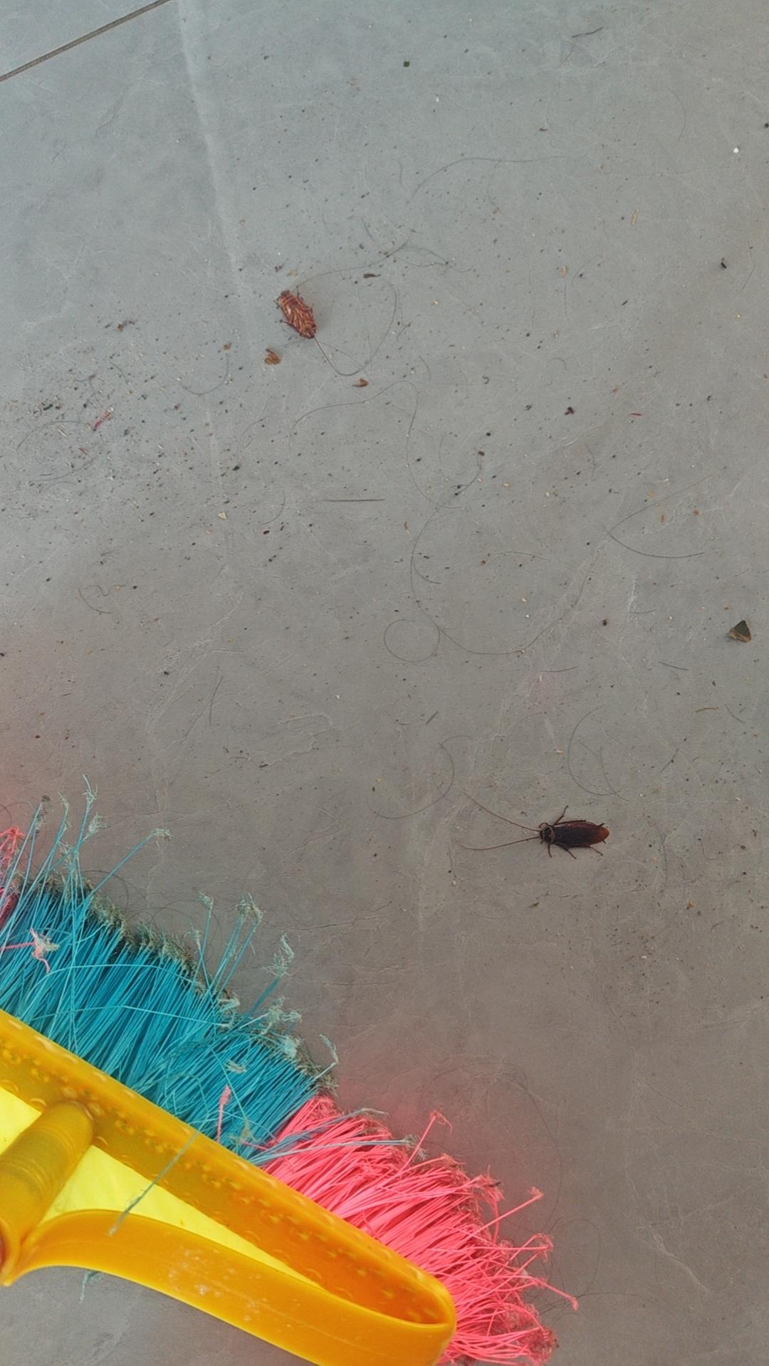 家里的小强（蟑螂）真多，看到一个踩一个，不知道什么时候才能灭完！小强特别是喜欢躲