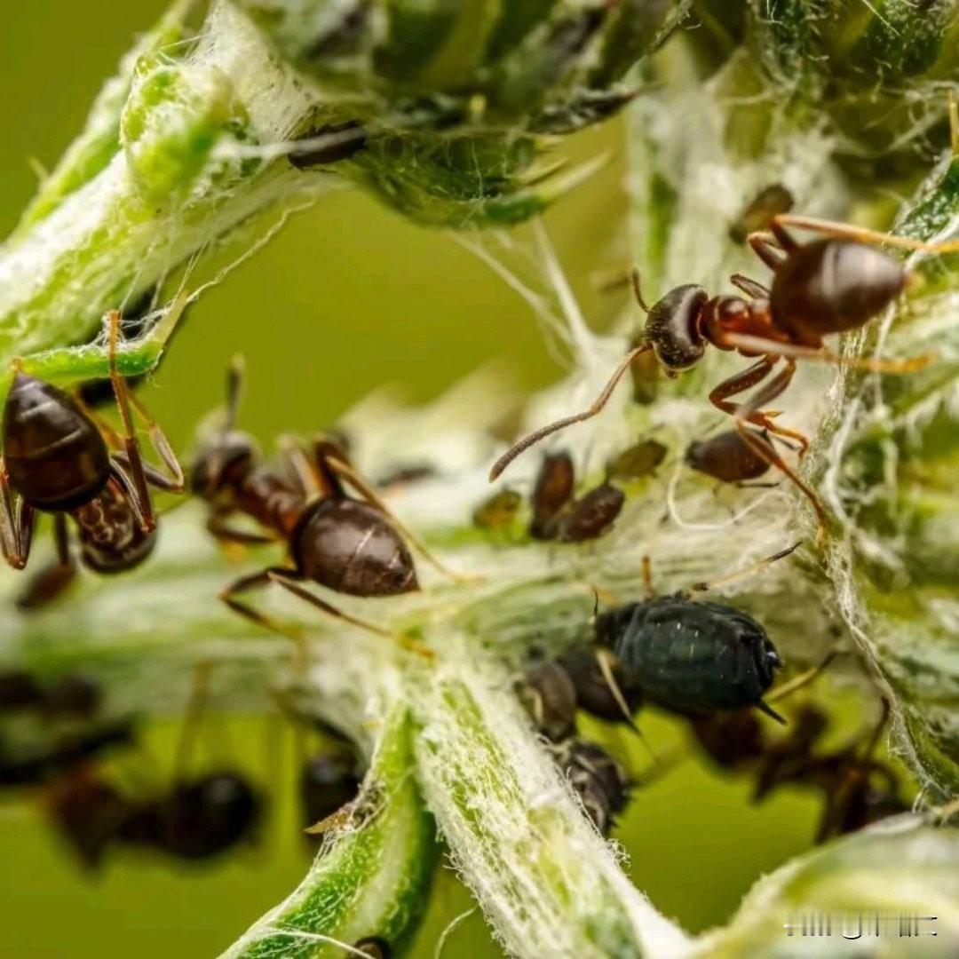 只因害怕蚂蚁，印度女子选择自杀：有些恐惧真的会压垮人
 
最近看到一则新闻，心里