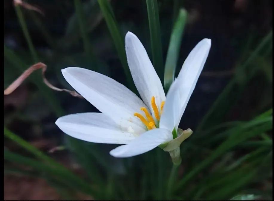 《行香子·葱莲》
翠影纤纤，玉立如仙。望葱莲、淡雅清妍。白花似雪，绿叶如澜。正风