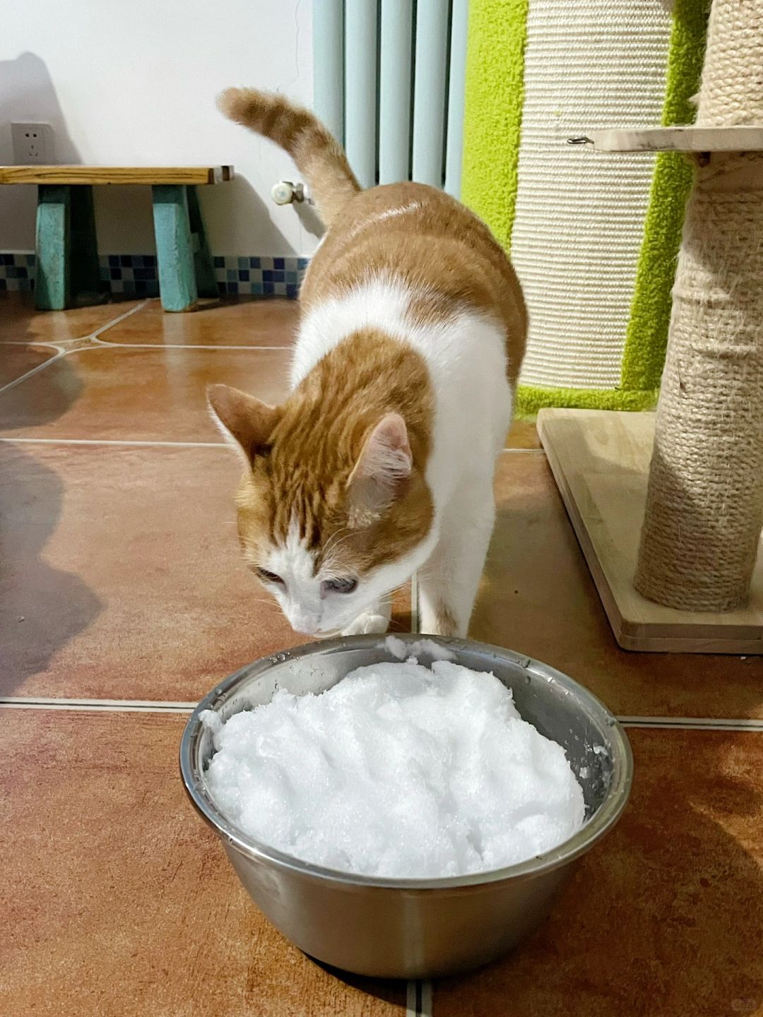 猫生第一次认识雪，失败