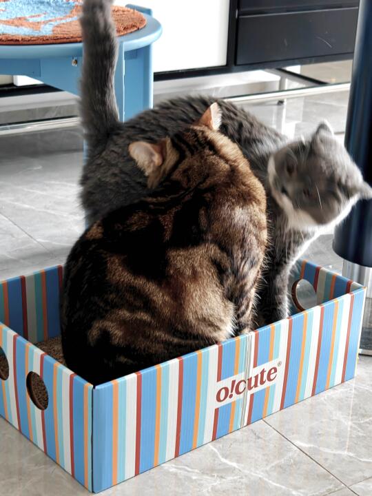 得到小猫咪疯狂认可的猫抓板！