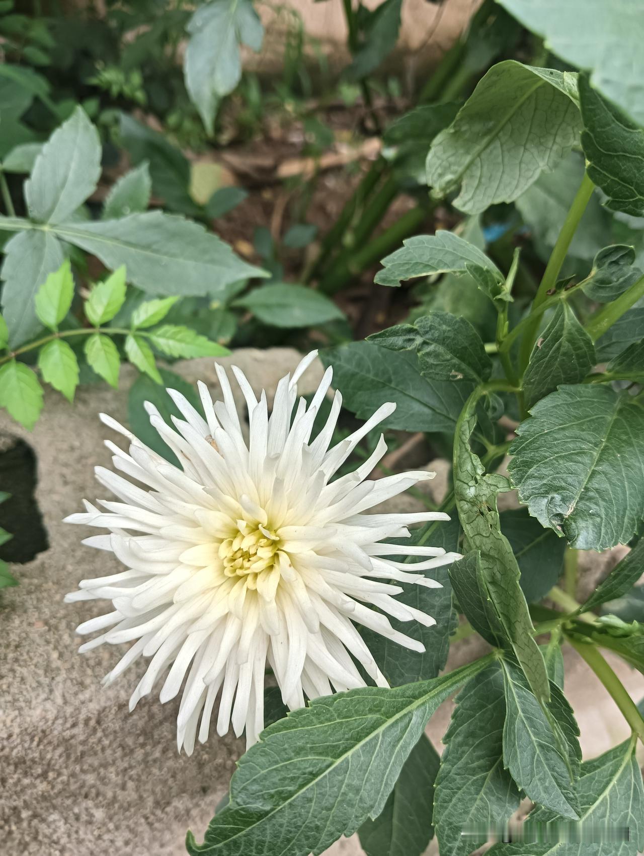 夏日生活打卡季清新脱俗的小白花，太美了吧，花儿美，人的心情也好多了，其实开心快乐