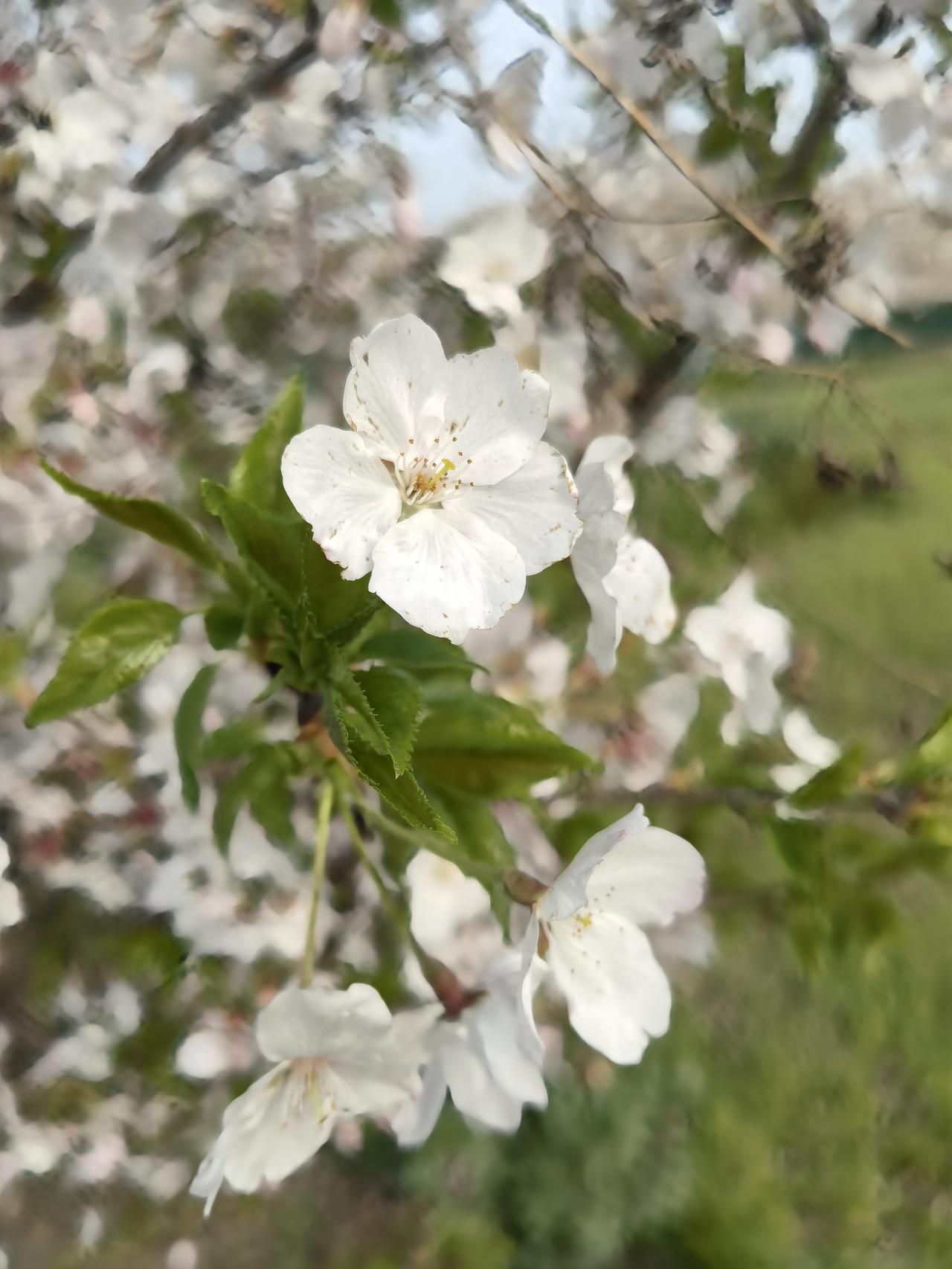 晒图笔记大赛人间四月芳菲尽，风流已被雨打风吹去。