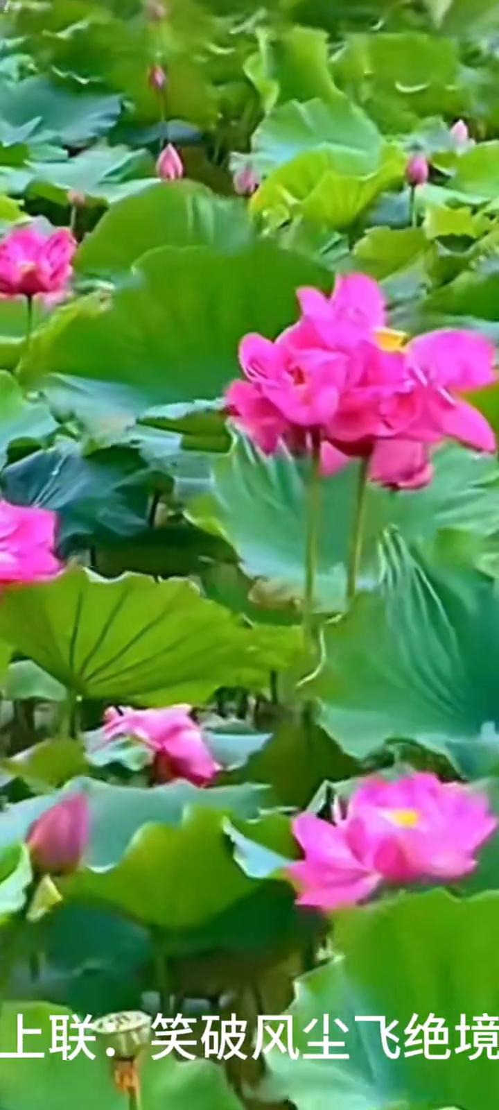 说笑身上联：笑破风尘飞绝境。
上联：笑破风尘飞绝境。