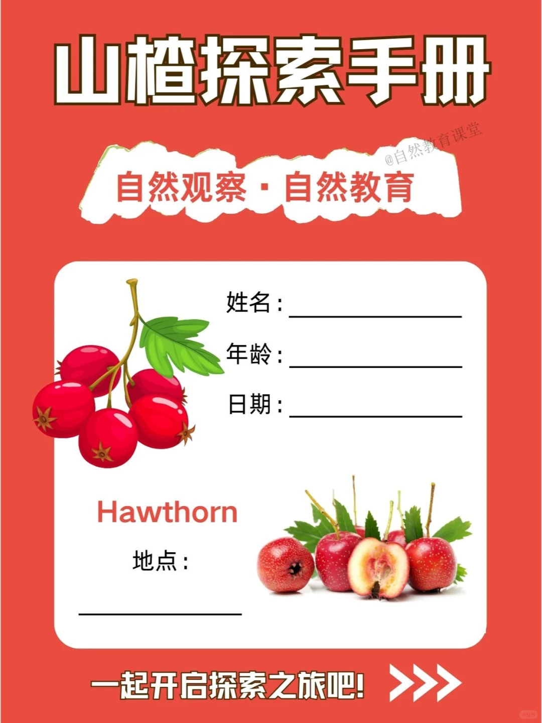 自然教育手册|舌尖上的酸甜小活宝-山楂