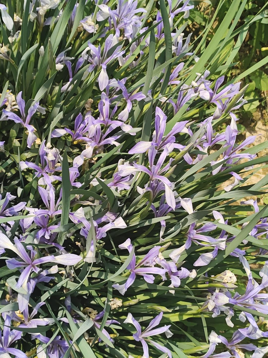 春日生活打卡季马莲花开正当时，路边一丛丛蓝紫色的小花，风一吹就轻轻晃，看着就心里