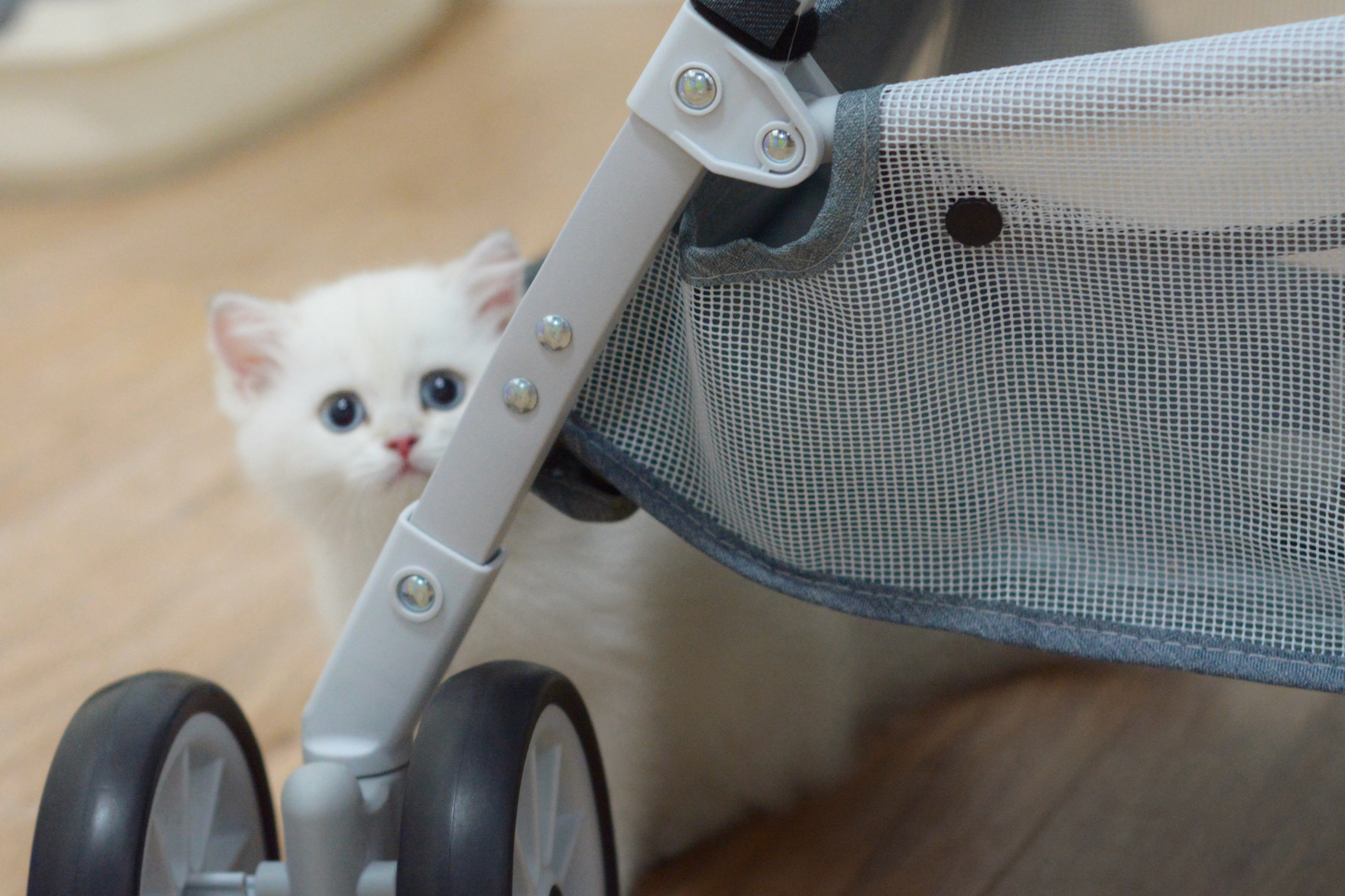 眼神里透露一股纯真#金点##金山猫重点色##英国短毛猫# 现猫找家咯 ​​​