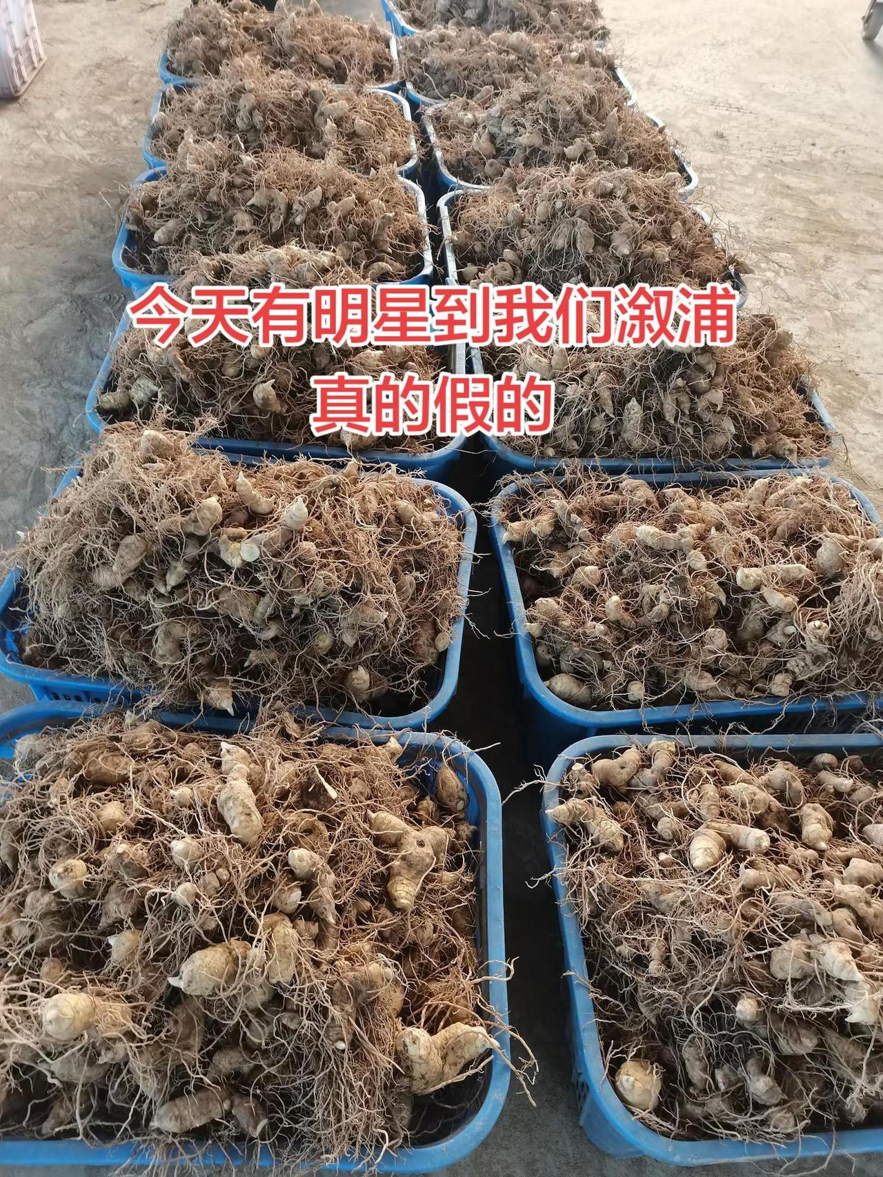 今天有明星到我们溆浦真的吗？黄精 我为家乡农产品代言 养生食材 九蒸九晒黄精