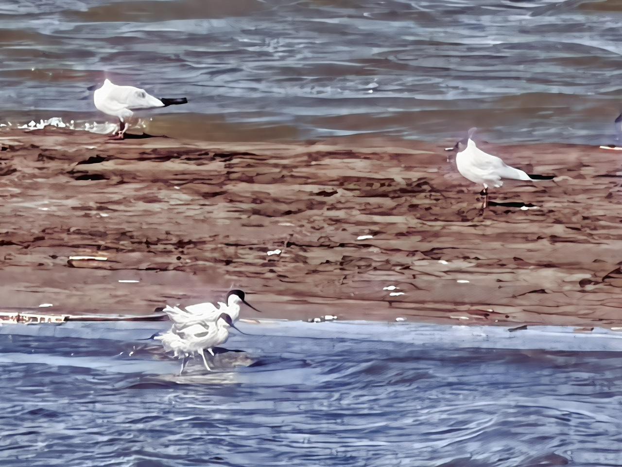 海鸥[祈祷][祈祷][祈祷]