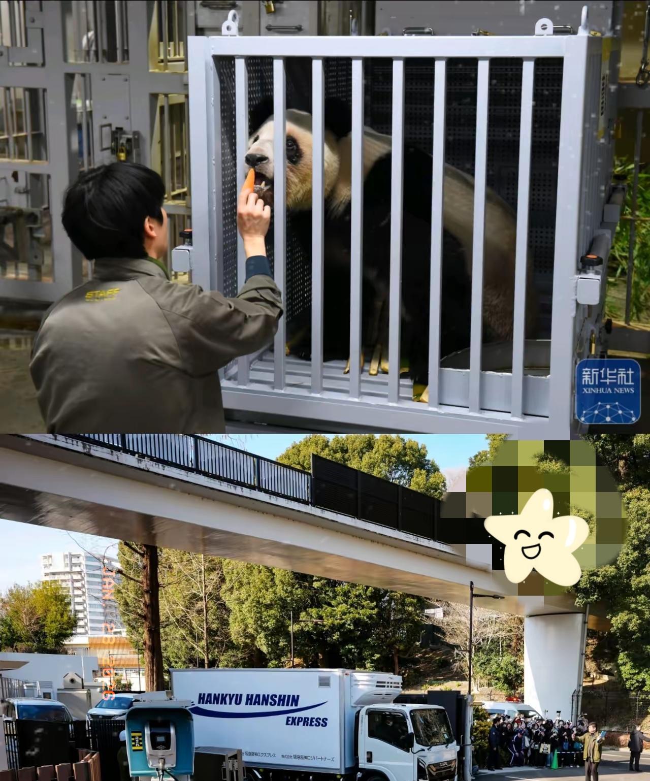 有骨气的“猫”
 
1月27日，装载“晓晓”和“蕾蕾”的卡车从上野动物园出发前往