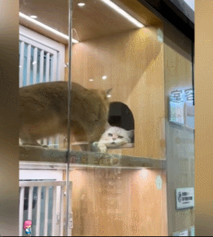 喵：猫生无聊，我要看血流成河 