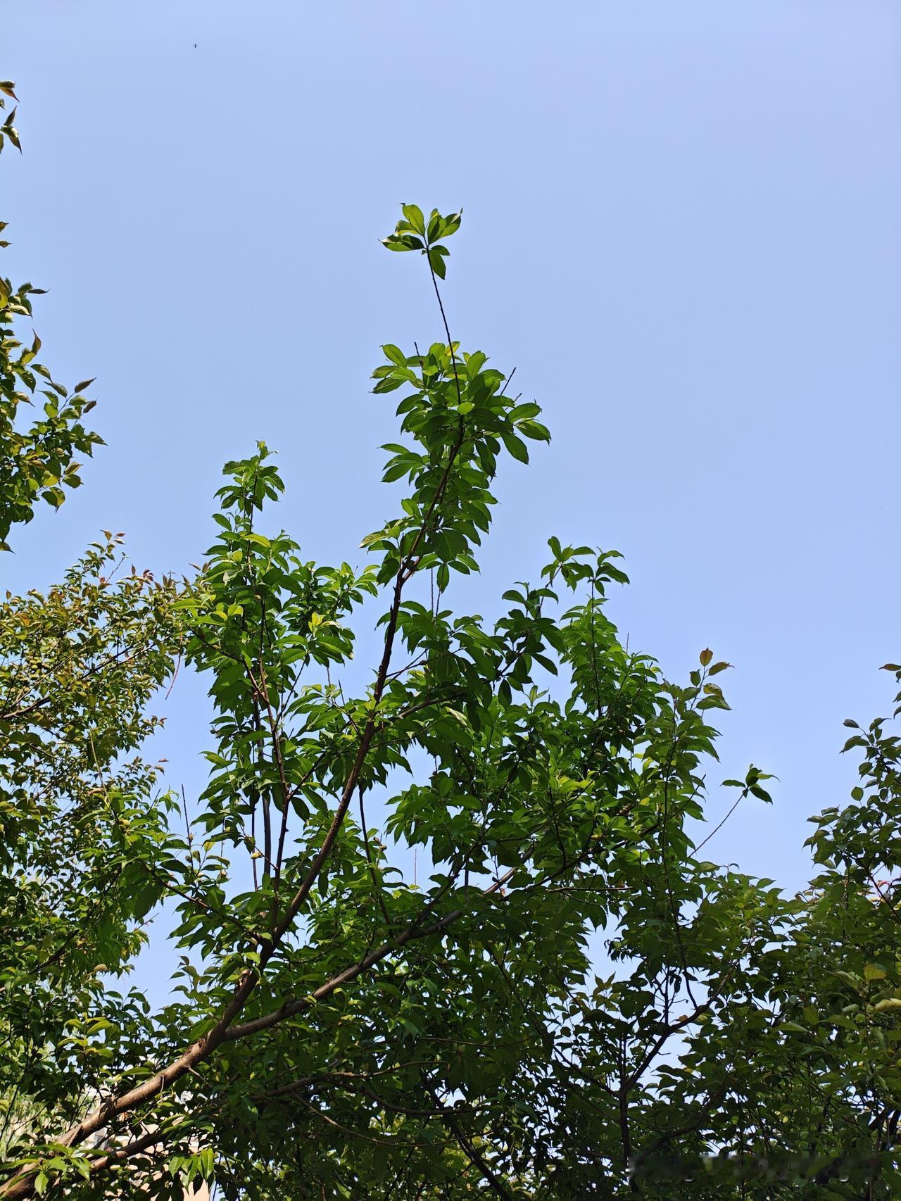猜猜这是什么植物？