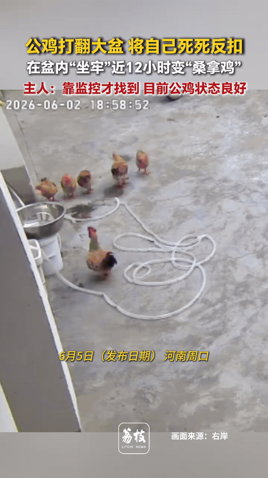 公鸡觅食意外掀翻大盆，倒扣被困盆里足足困了近12小时，密闭盆中闷热憋闷，硬生生体