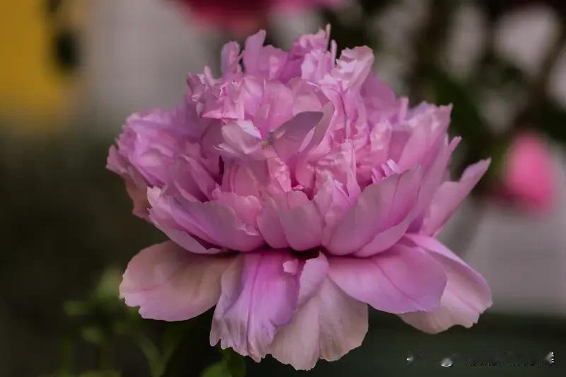 牡丹花,好看大气漂亮,你喜欢吗? 我超爱牡丹花的富贵大气！这次去河南旅游，就是冲