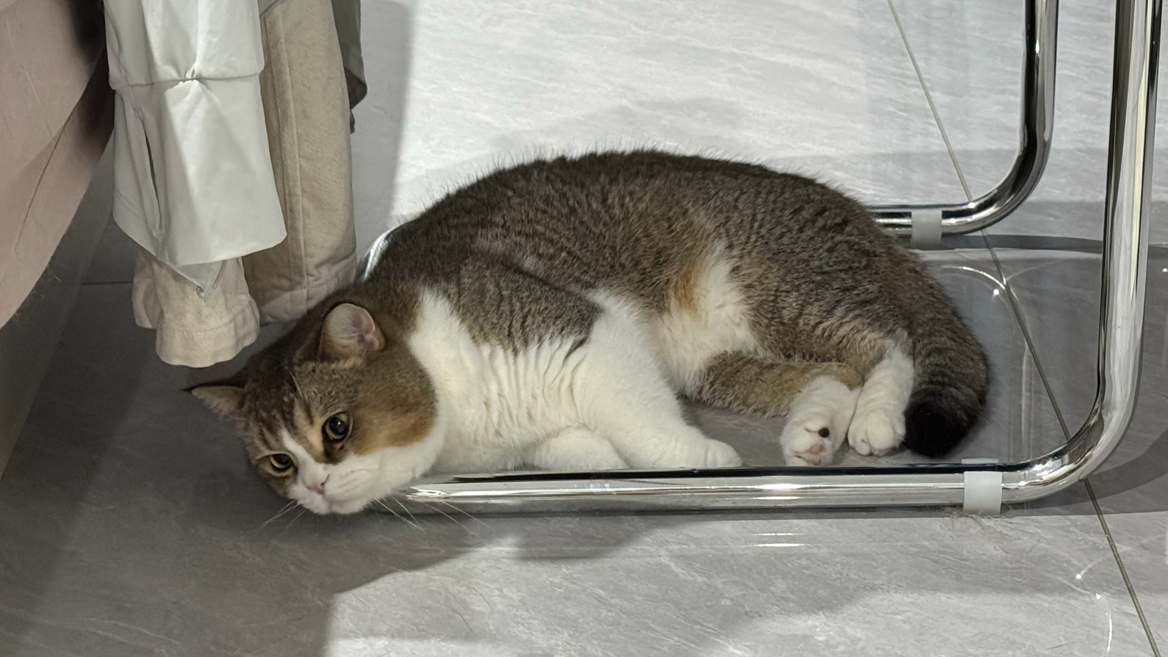 懒猫是这样的 