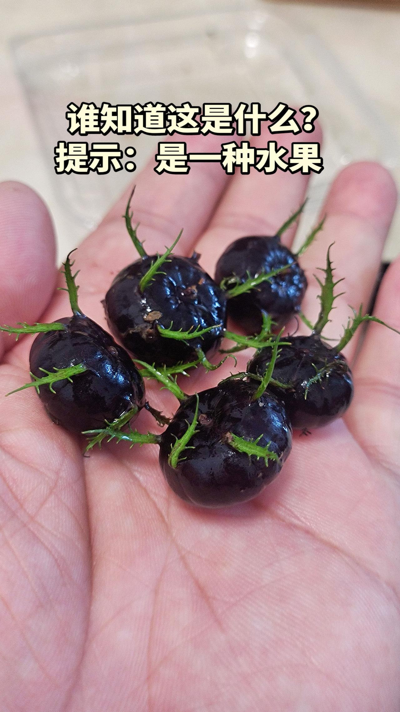 猜猜这是什么水果？有知道的吗？还挺好吃。谁知道这是什么 你能叫出它的名字吗 猜猜