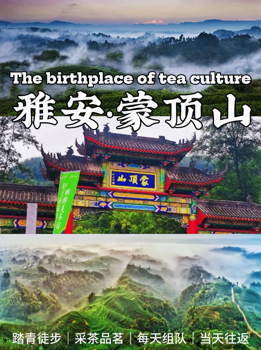 明前采茶❗探索世界茶文化胜地雅安·蒙顶