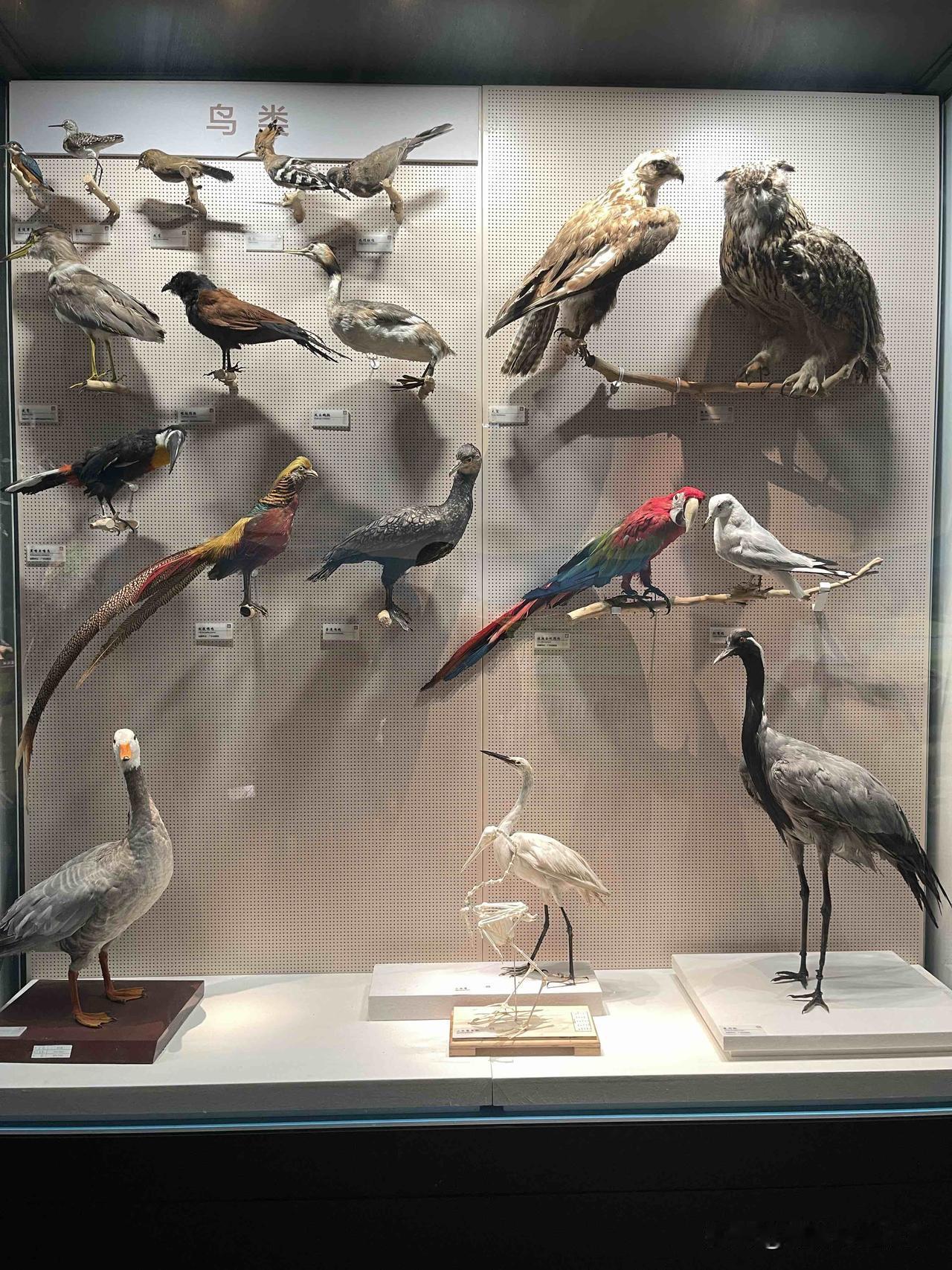 还没有 看看鸟再说[笑哭]