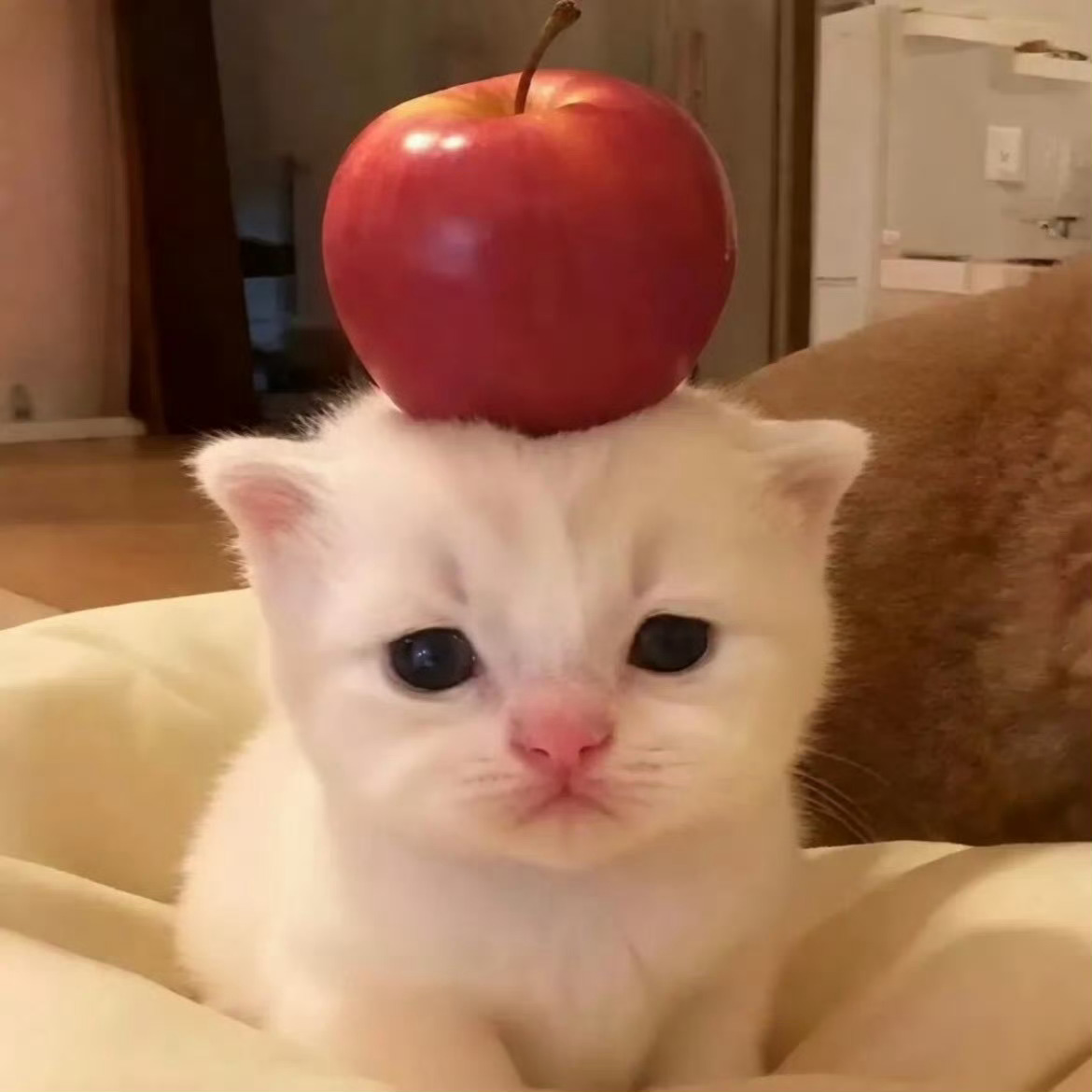 你是我的小呀小苹果🍎 