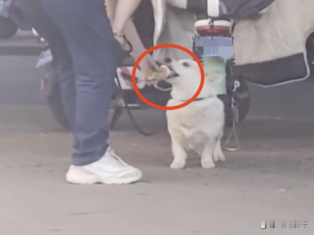 冰淇淋先喂狗，等狗吃的不吃了自己接着吃，真有人爱狗爱到这种地步了。