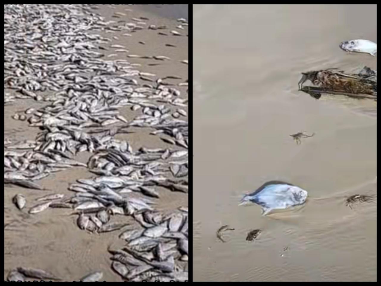 12月4日，日本启动第17轮核污染水排海，本次排海量约7800吨！根据现有信息，